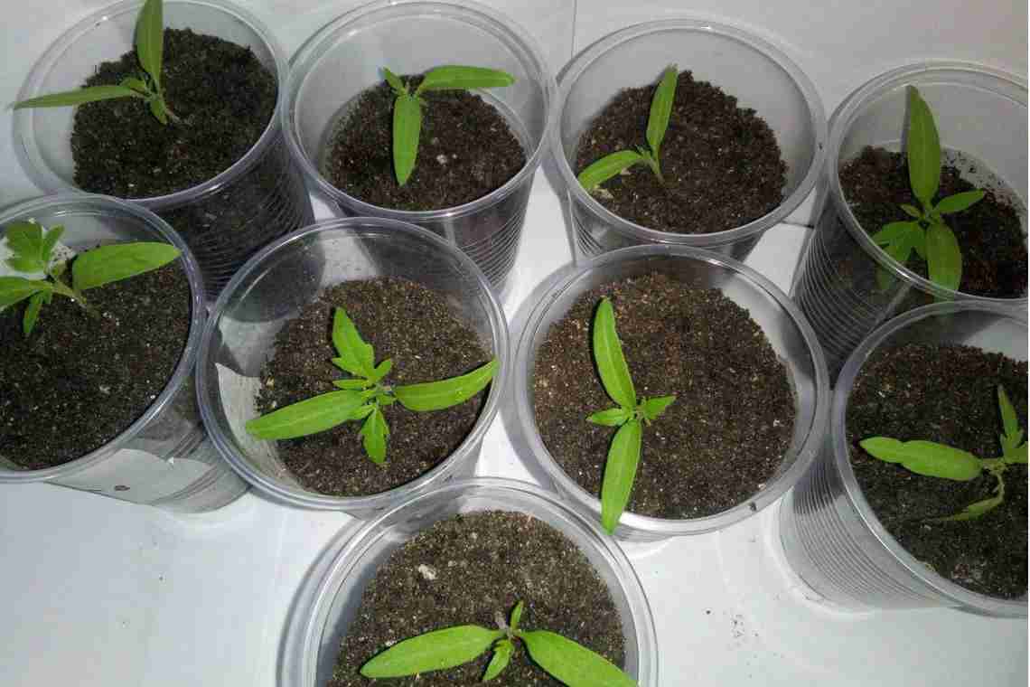 Як виростити оксамитові насіння?