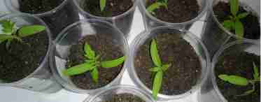 Як виростити оксамитові насіння?