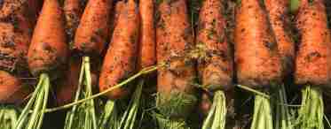Як отримати хороший урожай моркви?