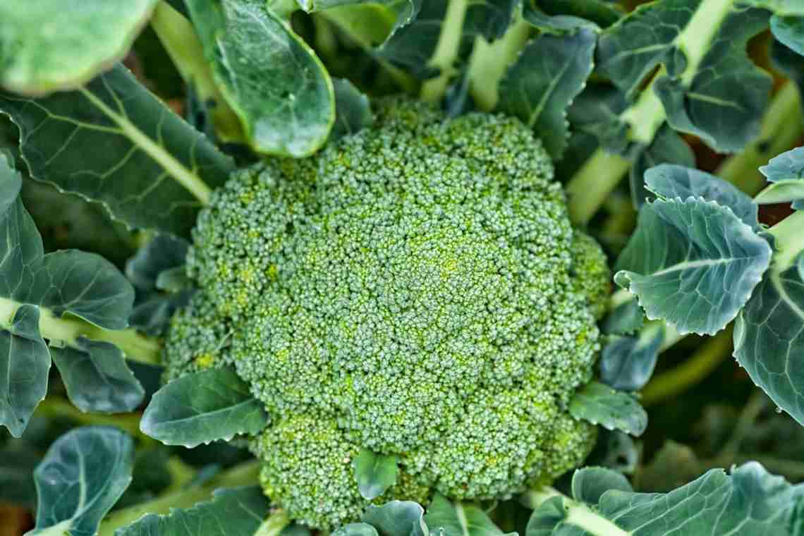 Як виростити капусту броколі
