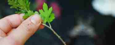 Як розмножувати хризантеми?