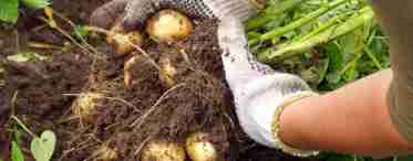 ЯК виростити ранній урожай картоплі