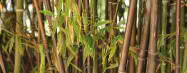 Кімнатна рослина бамбук
