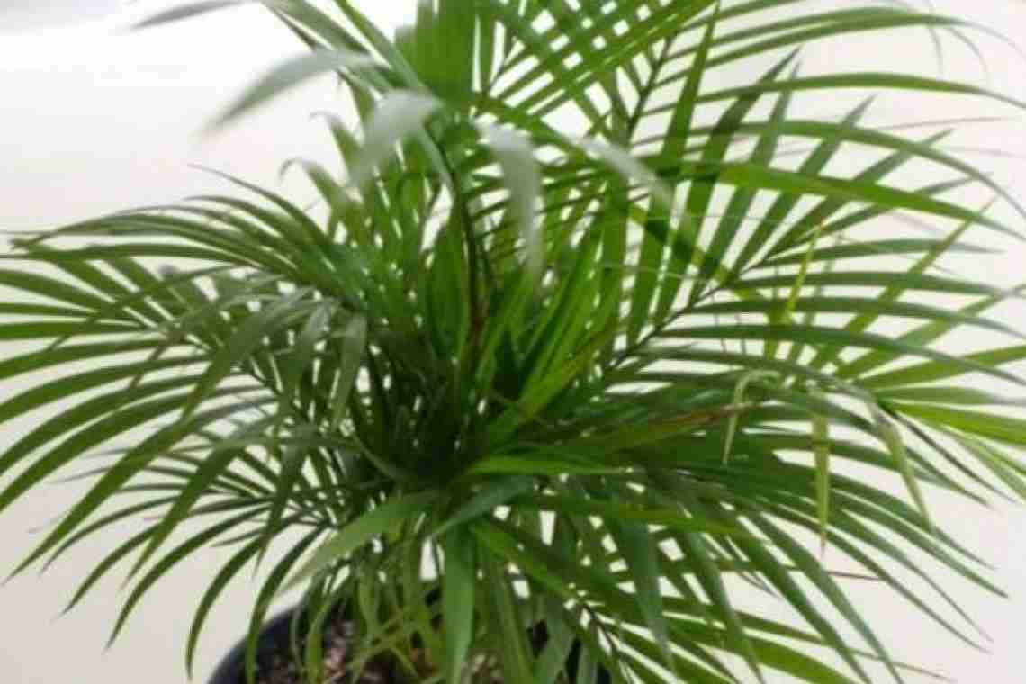 Кімнатні рослини: пальма каріота