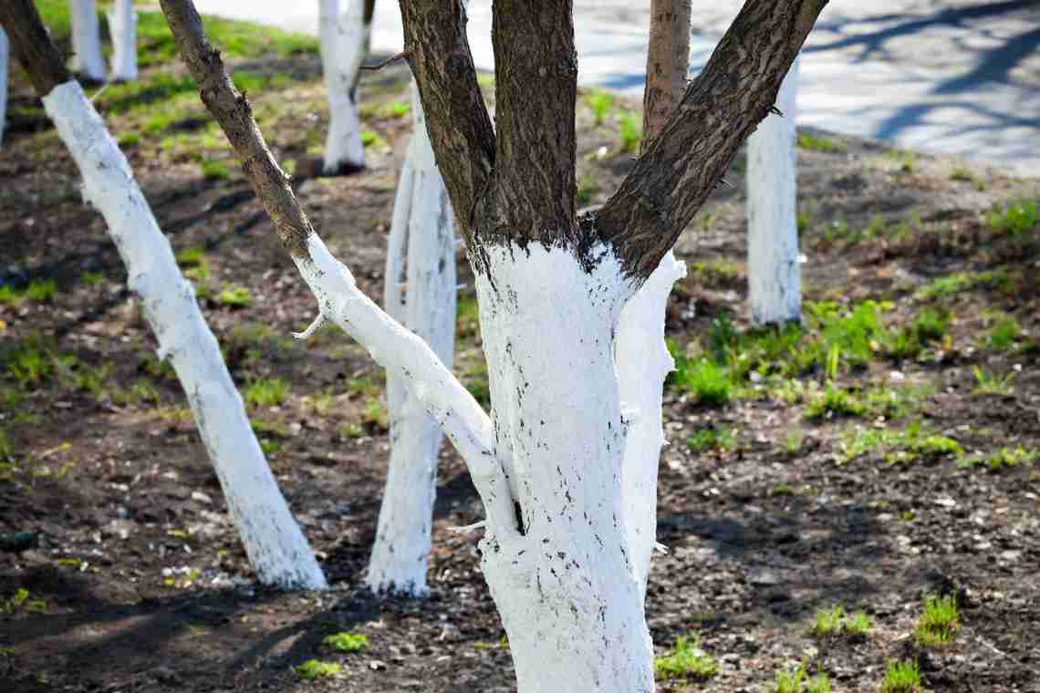 Як білити стовбури дерев навесні?