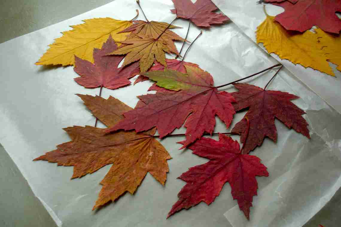 Як засушити кленове листя