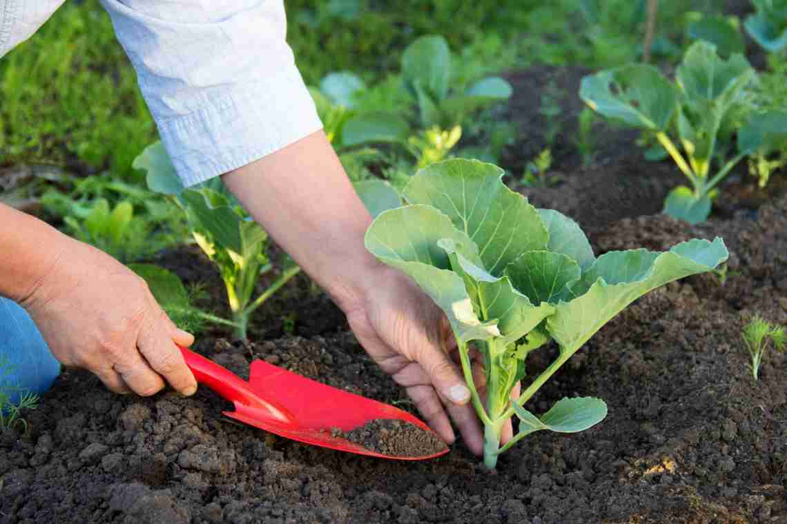 Як виростити хороший урожай на городі
