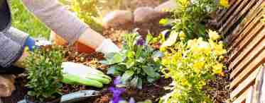Як захистити свій сад від непрошених гостей