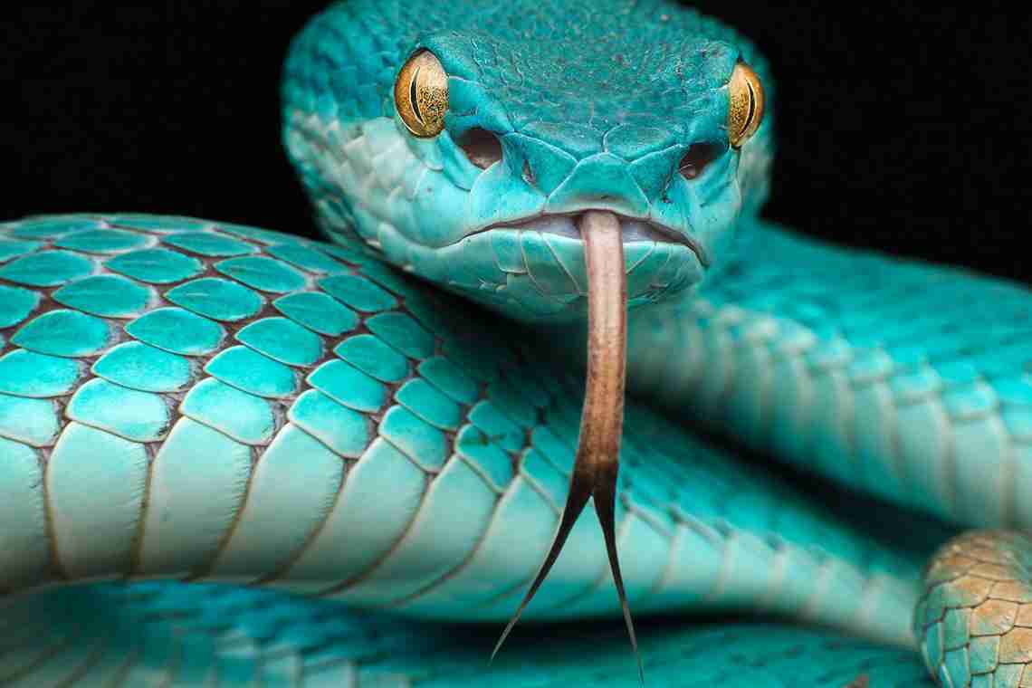 Як зшити змію