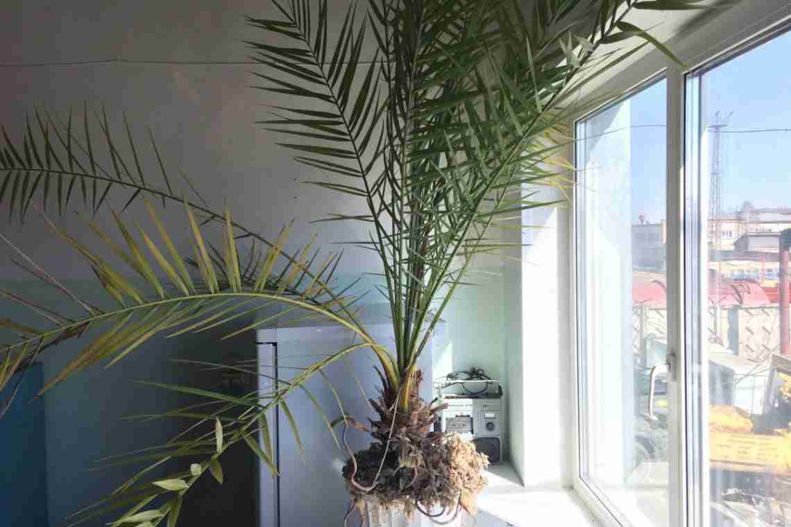 Як виростити фінікову пальму?