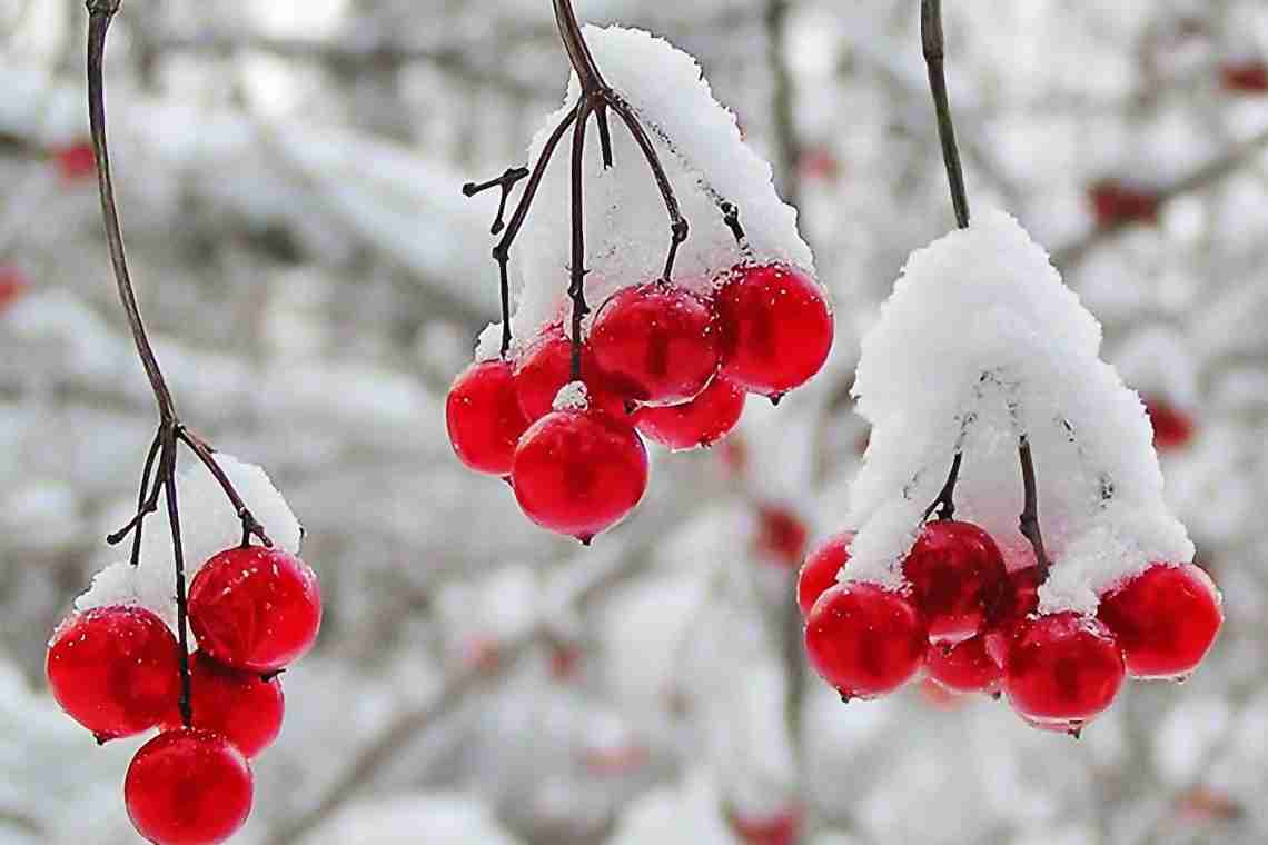 9 рослин, які прикрасять ваш сад взимку яскравими плодами