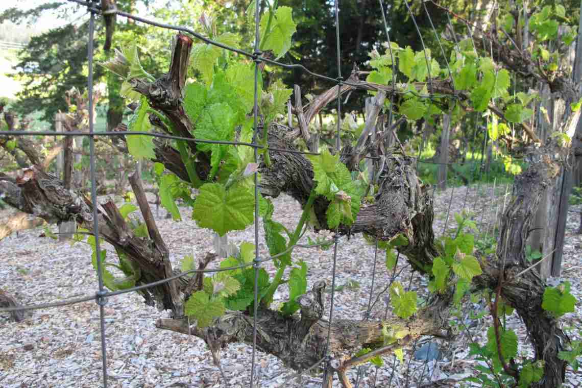 Як підв'язувати виноград восени?
