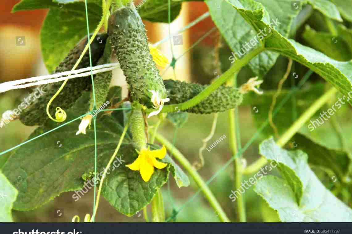 Як підв'язувати огірки?