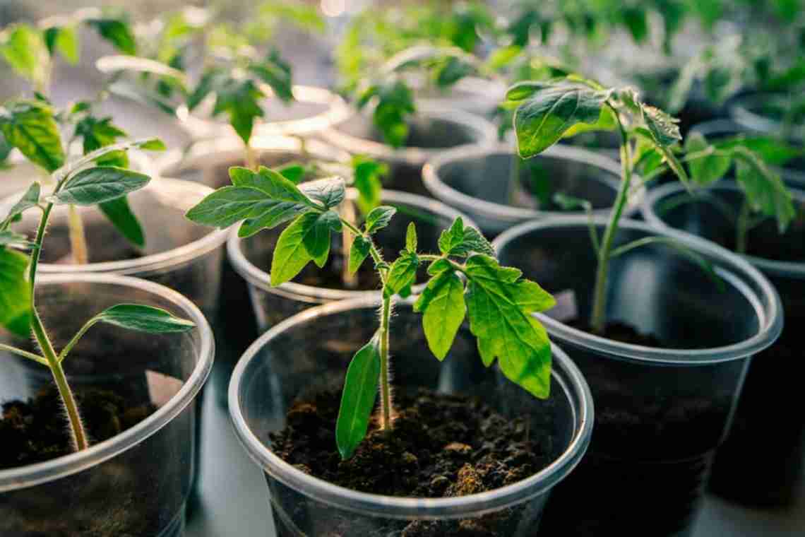 Як виростити міцну розсаду помідорів