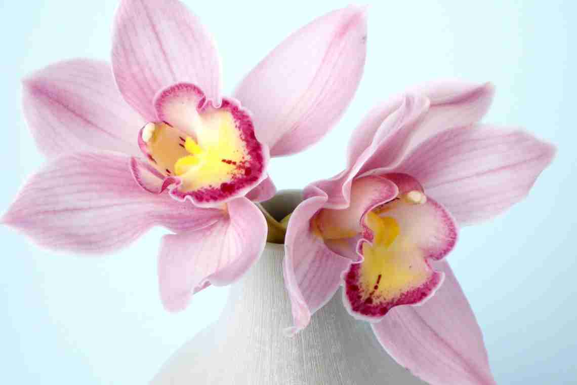 Квітка орхідея