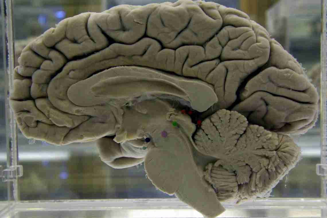 Вчені знайшли матеріал для створення штучного мозку