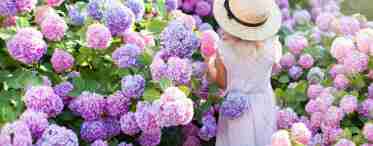 10 квітів, які наповнять сад неповторними ароматами