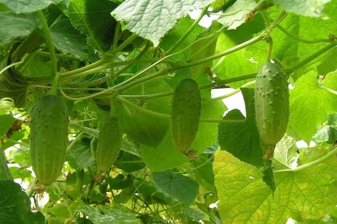 Основні помилки при вирощуванні огірків