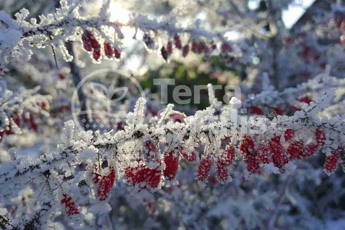 Зимовий квітник - багаторічники, які красиві навіть взимку