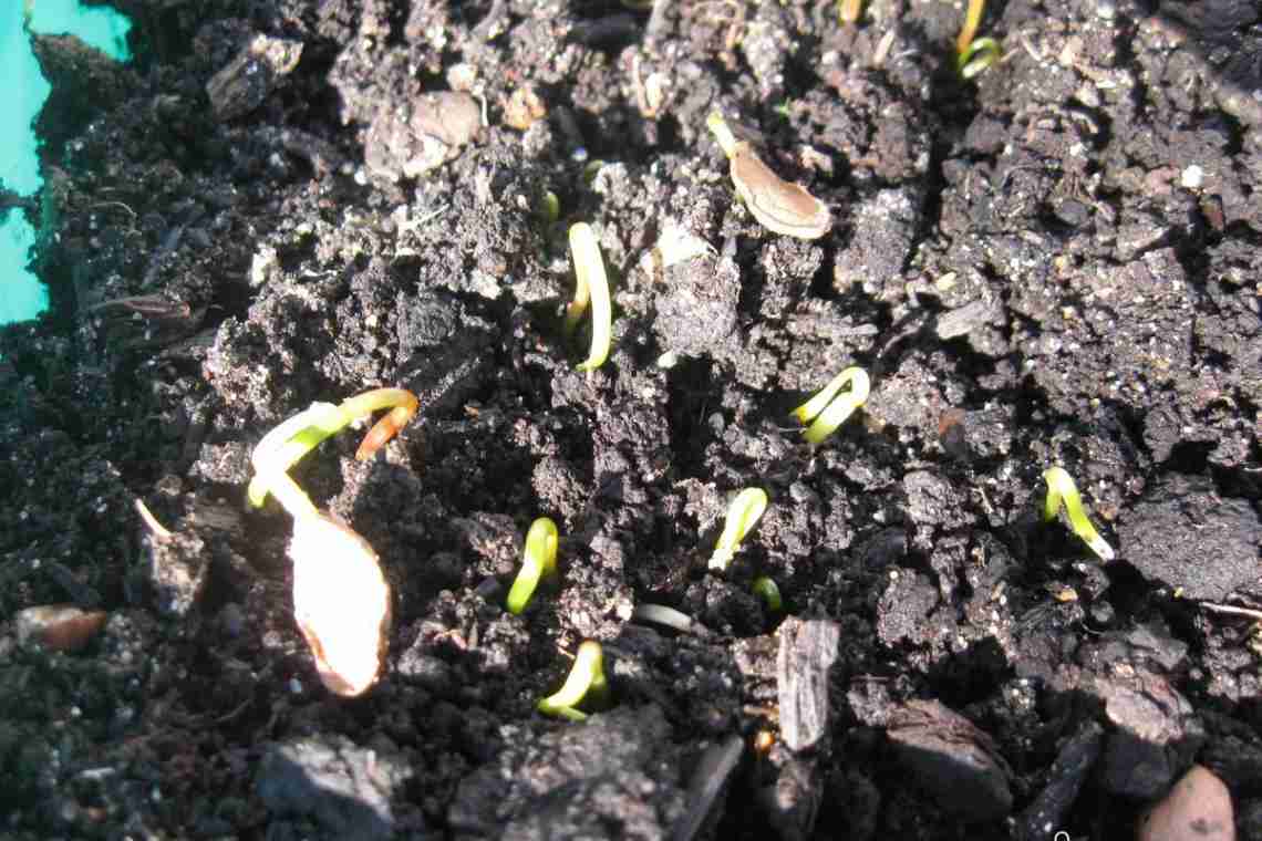Як виростити лютики з насіння?