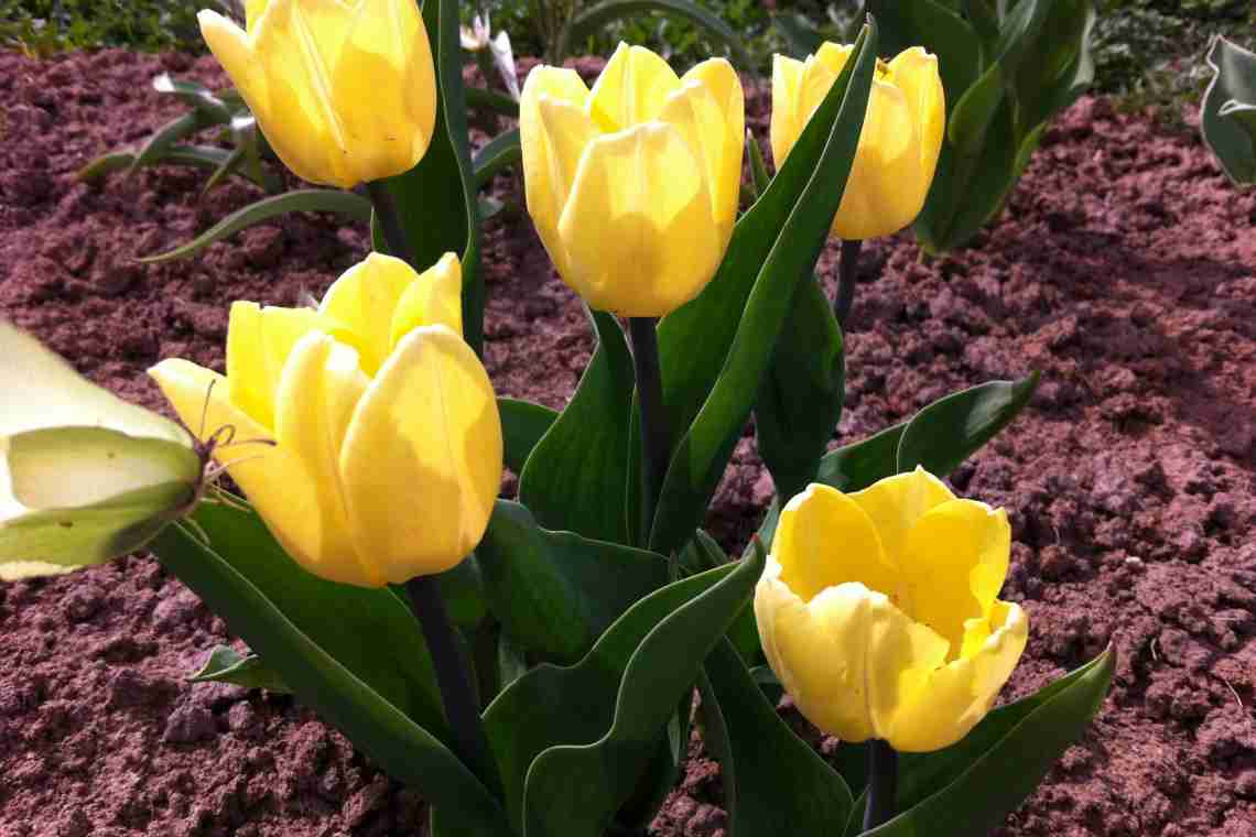 Карликові ботанічні тюльпани - переваги і кращі сорти