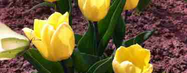 Карликові ботанічні тюльпани - переваги і кращі сорти