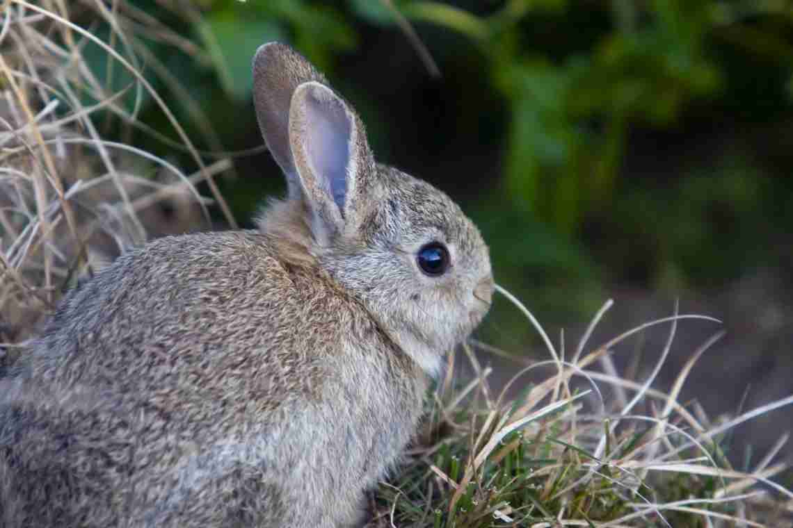 Як захистити дерева і чагарники від гризунів і зайців?