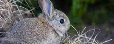 Як захистити дерева і чагарники від гризунів і зайців?