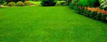 Мікроклевер - ідеальний газон для малоухідного саду