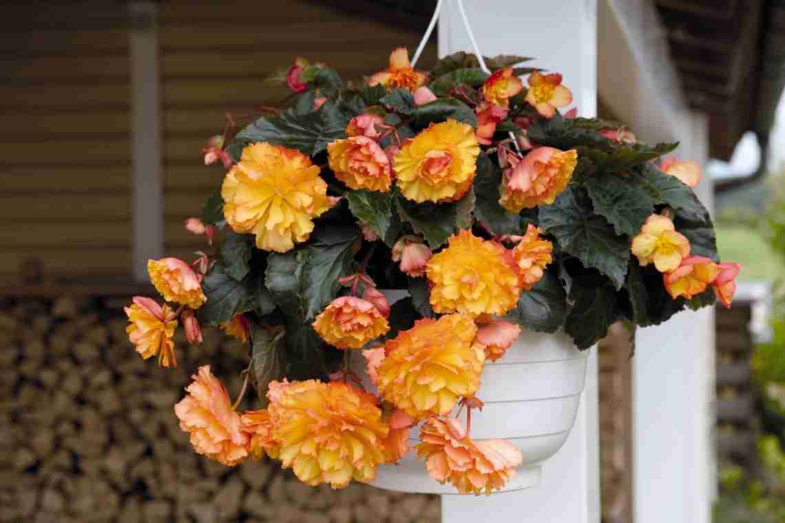 7 найкращих красивоцвітучих рослин для ампельних композицій