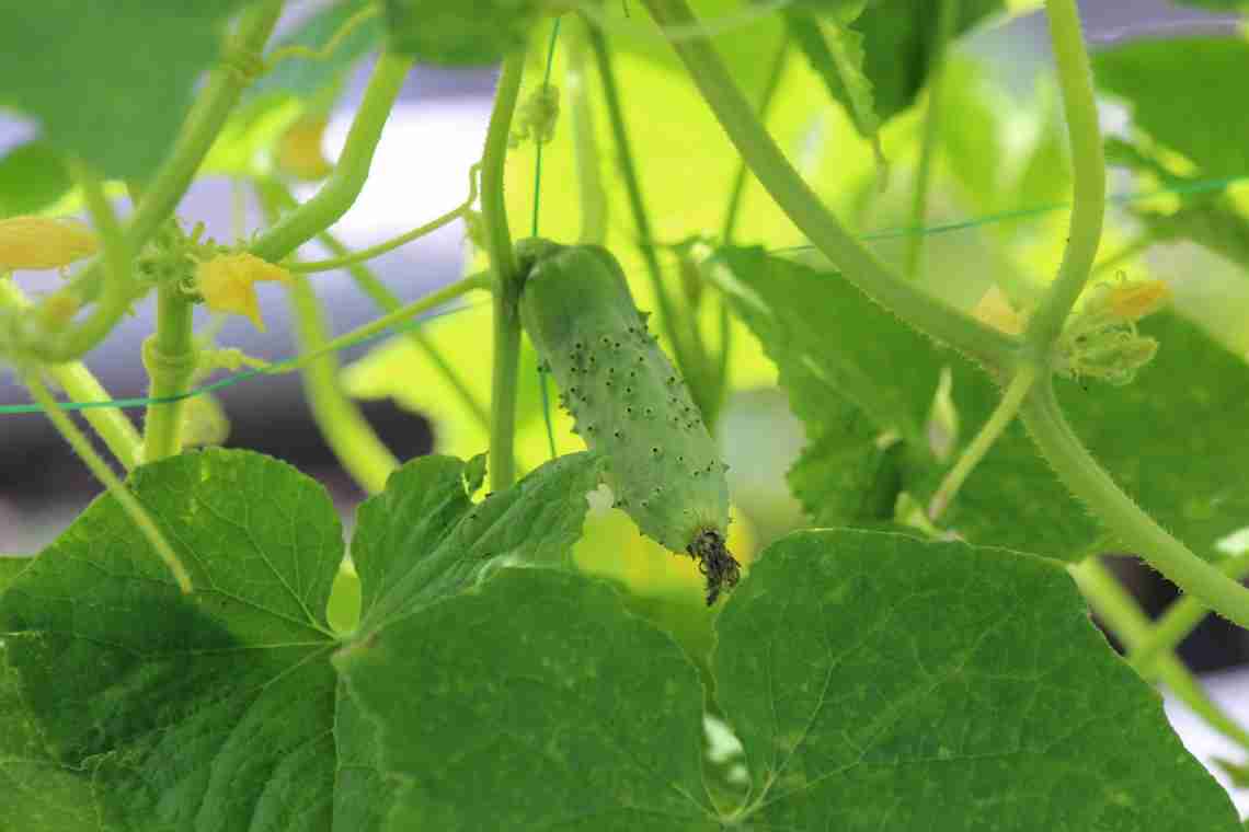 Чим годувати огірки на початку літа?