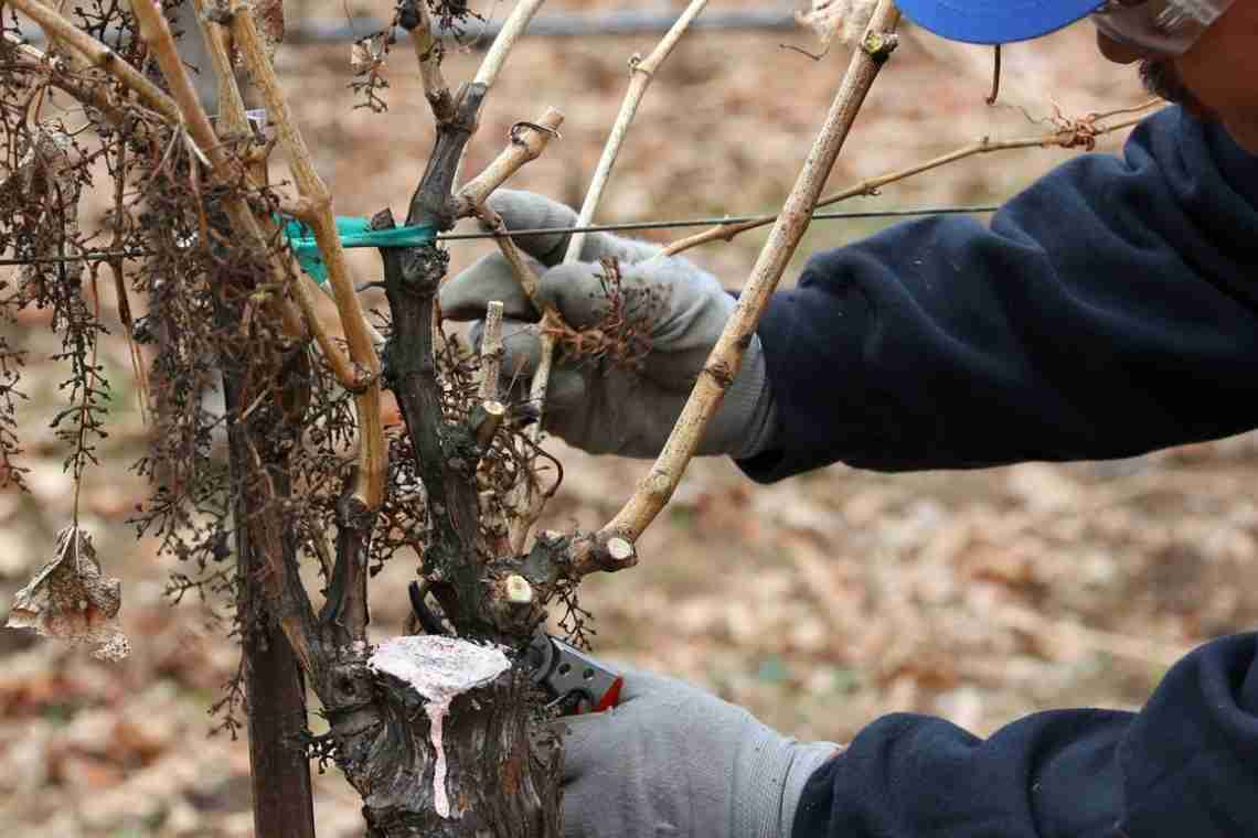 Обрізка винограду восени - правила черенкування