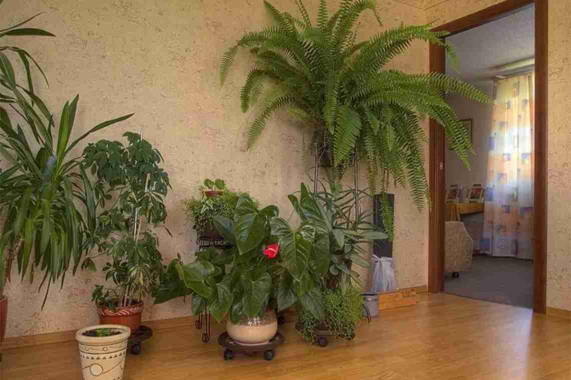 Як прикрасити кімнатні рослини до свята швидко і без шкоди