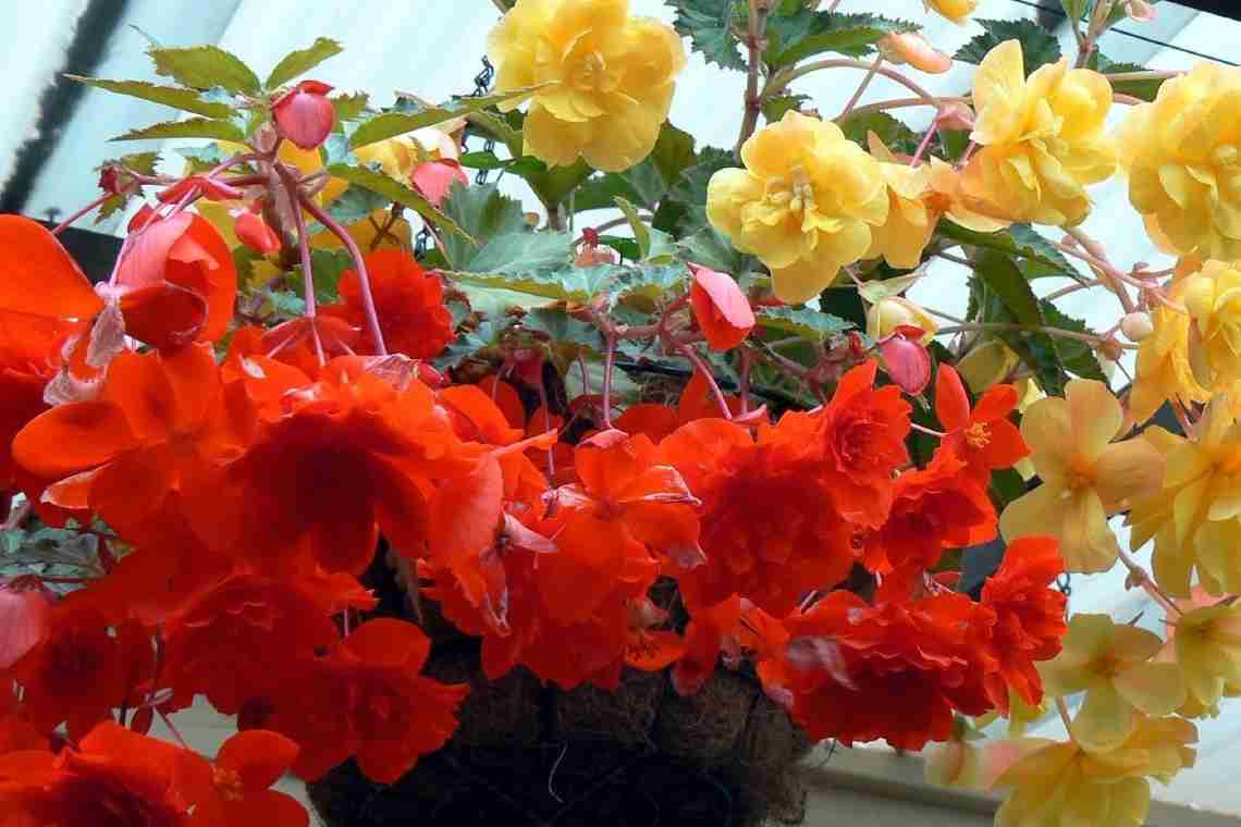 Кімнатна бегонія Елатіор - пишне цвітіння майже цілий рік