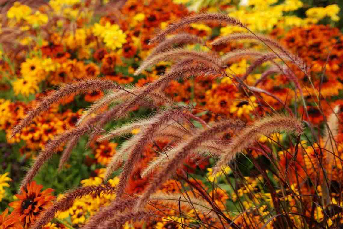 12 найкрасивіших і найстійкіших рослин осені