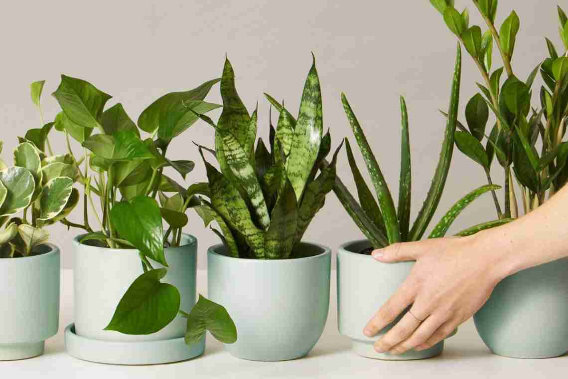 10 кращих кімнатних рослин для подарунка