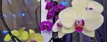 Як змусити орхідею зацвести? 6 корисних порад