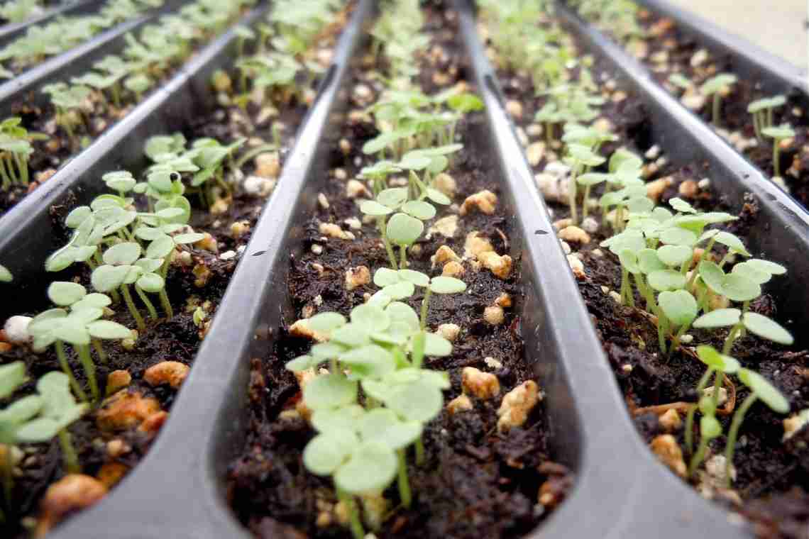 8 важливих овочів, які вирощуються розсадою