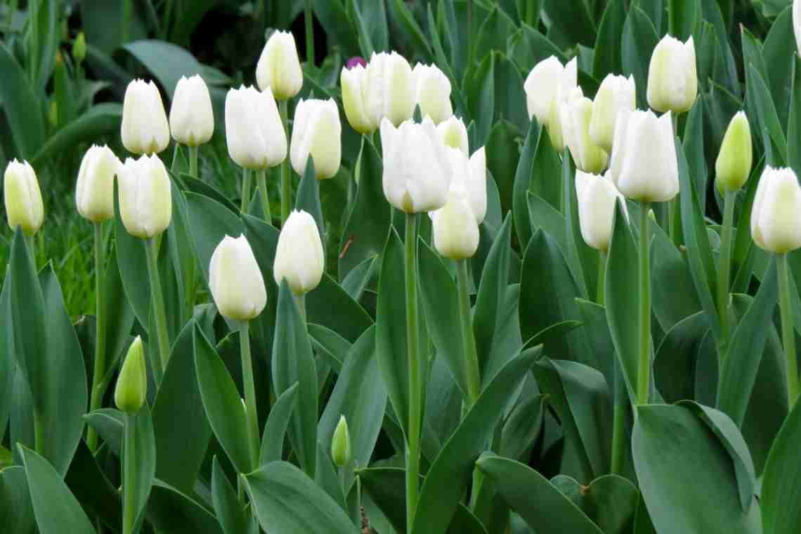 10 наймодніших білих сортів тюльпанів