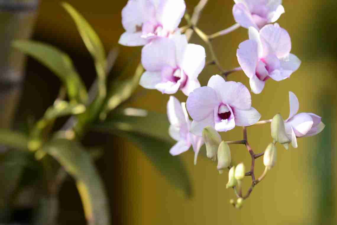 Пафінія - мініатюрна орхідея з величезними квітками