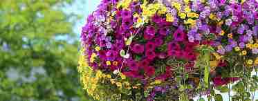 5 правил рясного цвітіння петуній