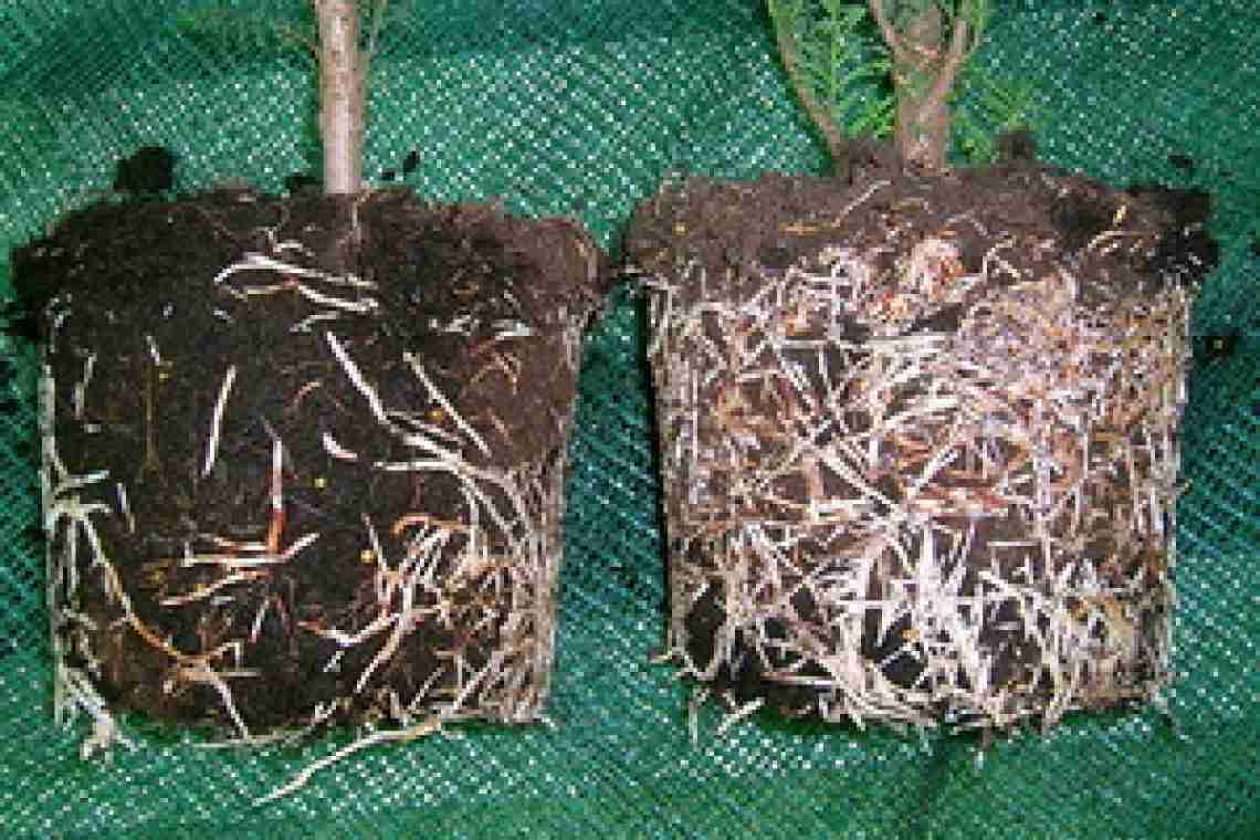 Стимулятори коренеутворення рослин