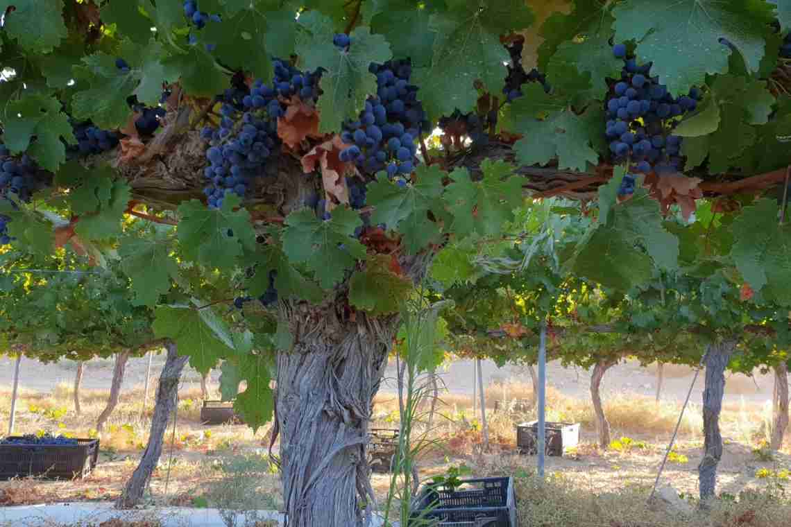 Формування винограду в середній смузі і північніше