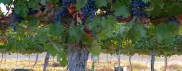 Формування винограду в середній смузі і північніше