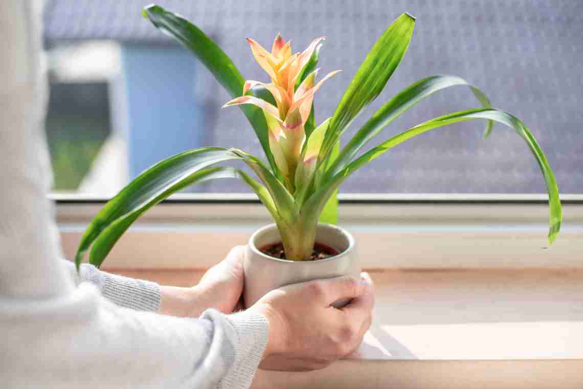 8 найбільш тінелюбних кімнатних рослин