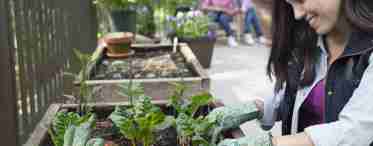 Міні-овочі на городі та підвіконні - чи варто їх вирощувати?