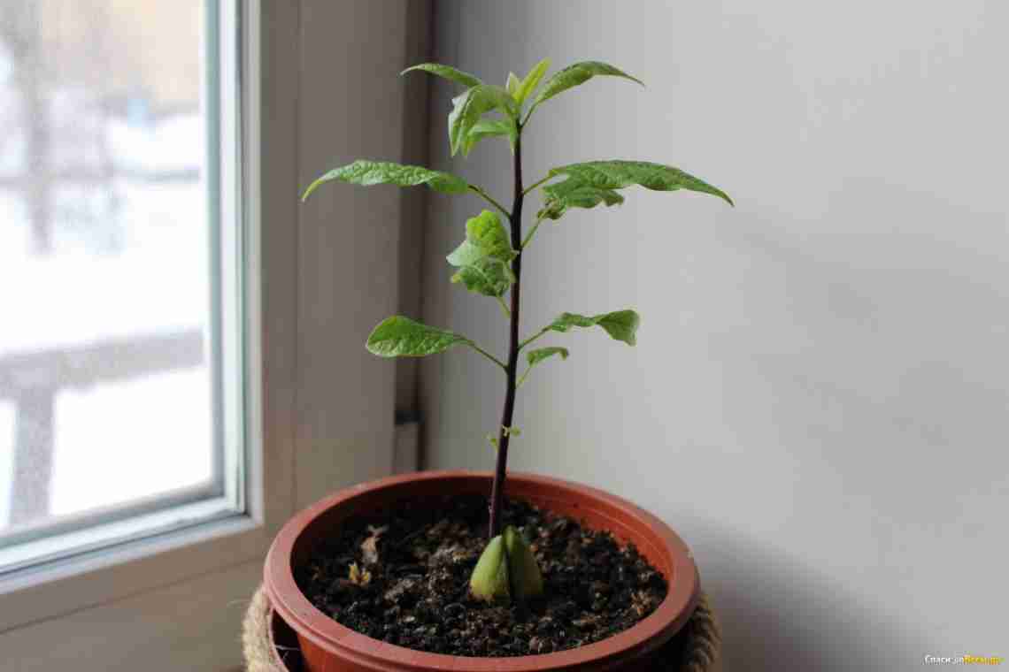 Секрети вирощування авокадо в домашніх умовах