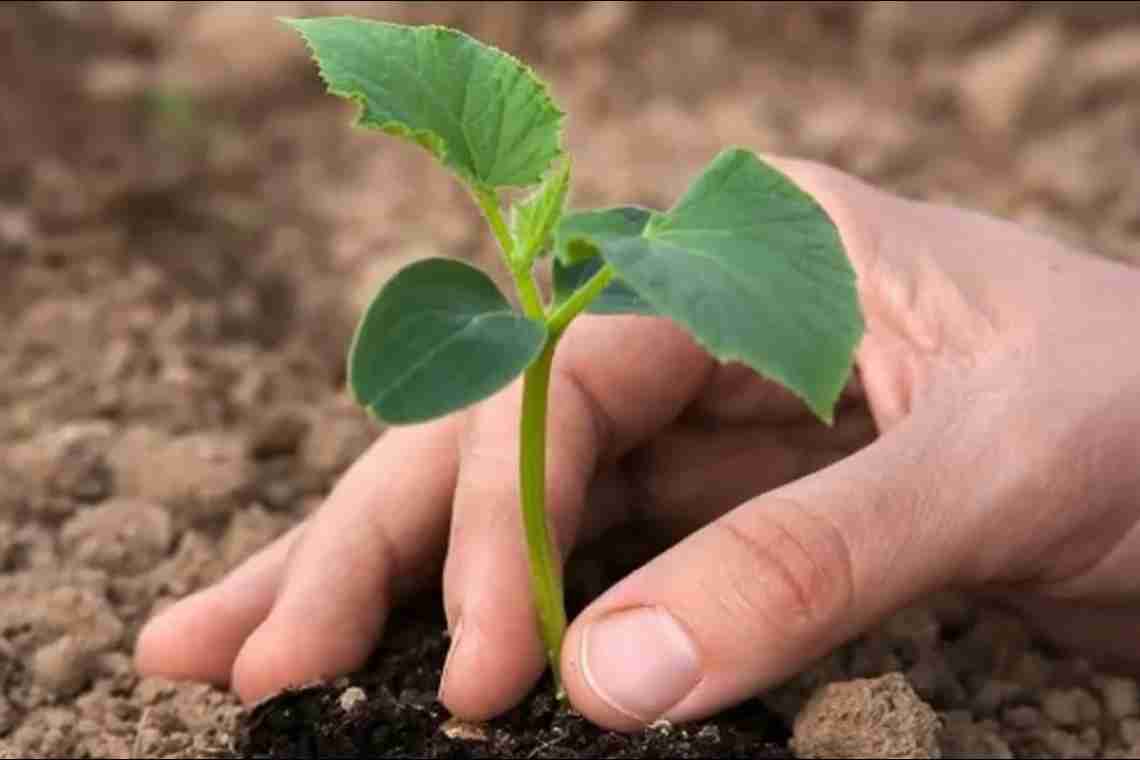 Основні проблеми при вирощуванні розсади та їх вирішення