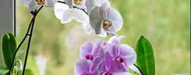 Орхідаріум - затишний «дім» для орхідей