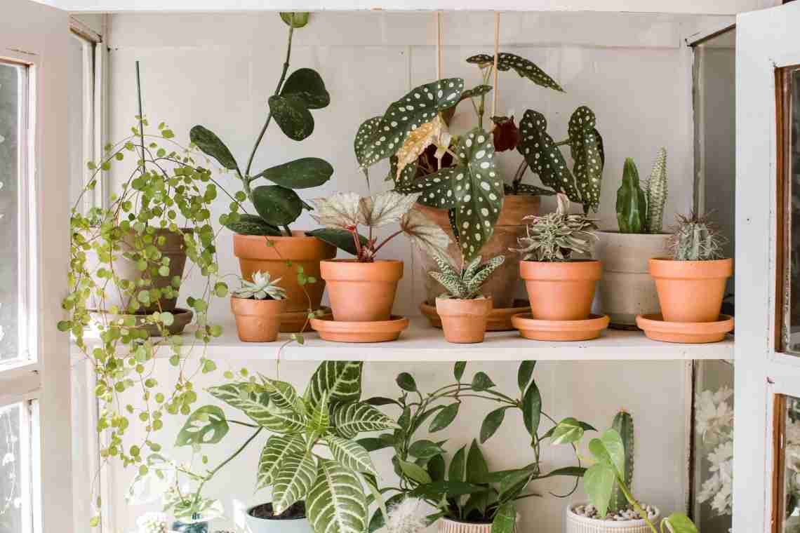 Як розмістити більше кімнатних рослин на підвіконні?